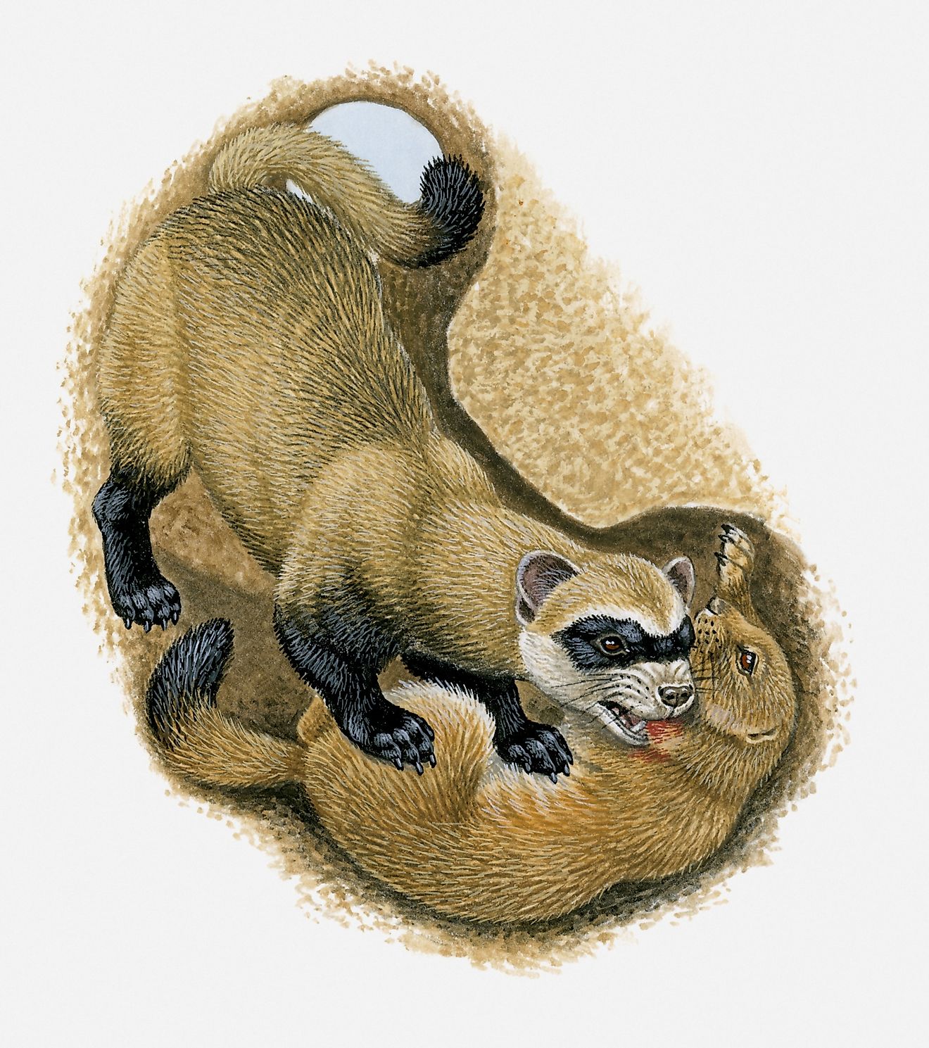 A depiction of a Black-Footed ferret killing a Prairie Dog within its own burrow.