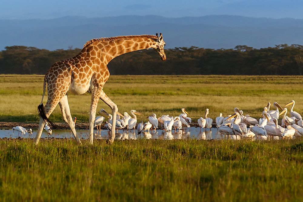 The Rothschild’s giraffe is listed as endangered by the IUCN.