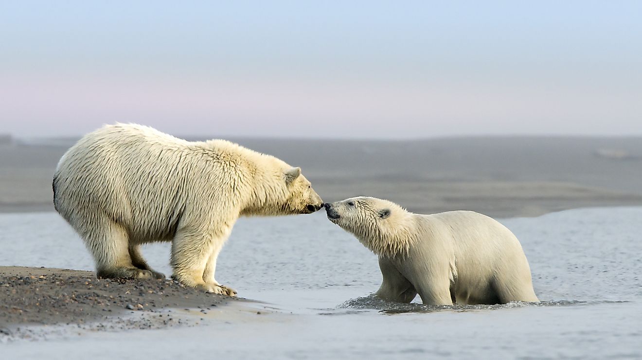 Mother Polar Bear and her cub rub noses near the village of Kaktovik in the Beaufort Sea off the north coast of Alaska. Polar Bears gather here in large numbers every fall. Image credit: Jeff Stamer/Shutterstock.com