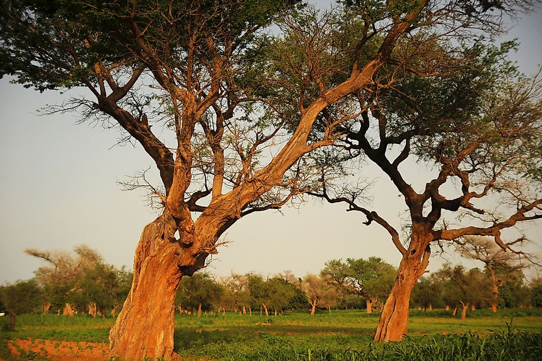 National parks are an important part of Mali's efforts in conserving its species. 