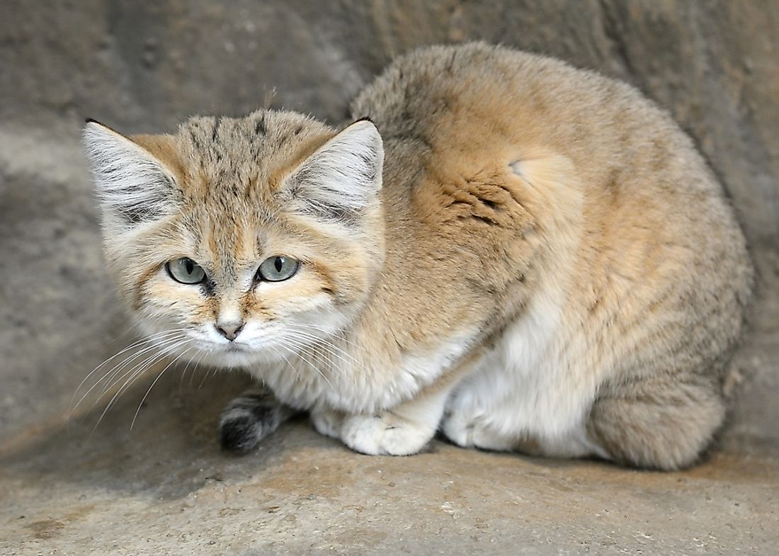 A sand cat. 