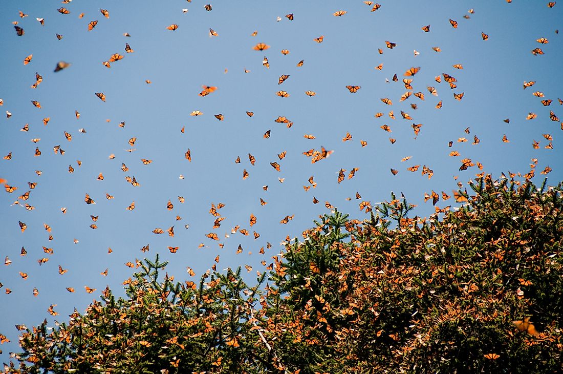 Monarch Butterfly Biosphere Reserve is one of the many UNESCO World Heritage Sites under threat.