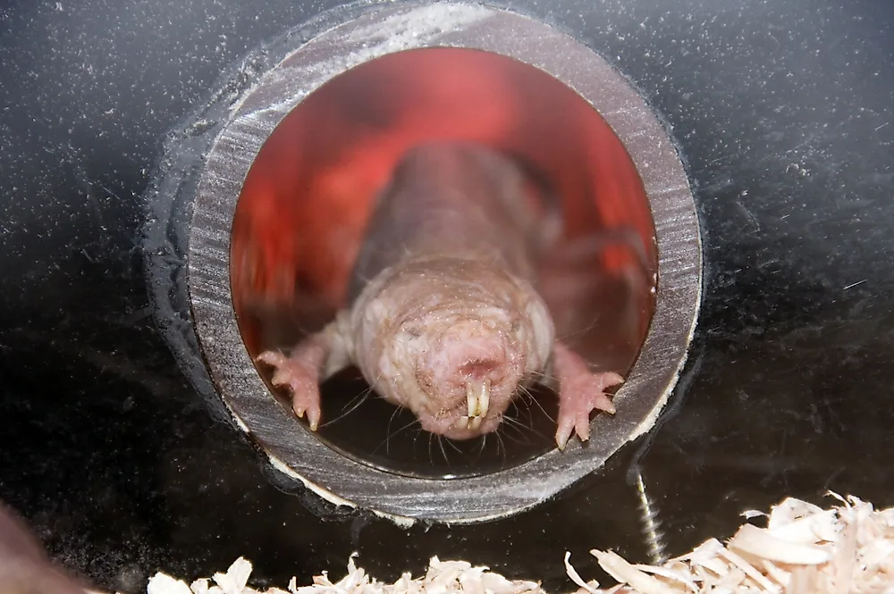 A naked mole rat. 