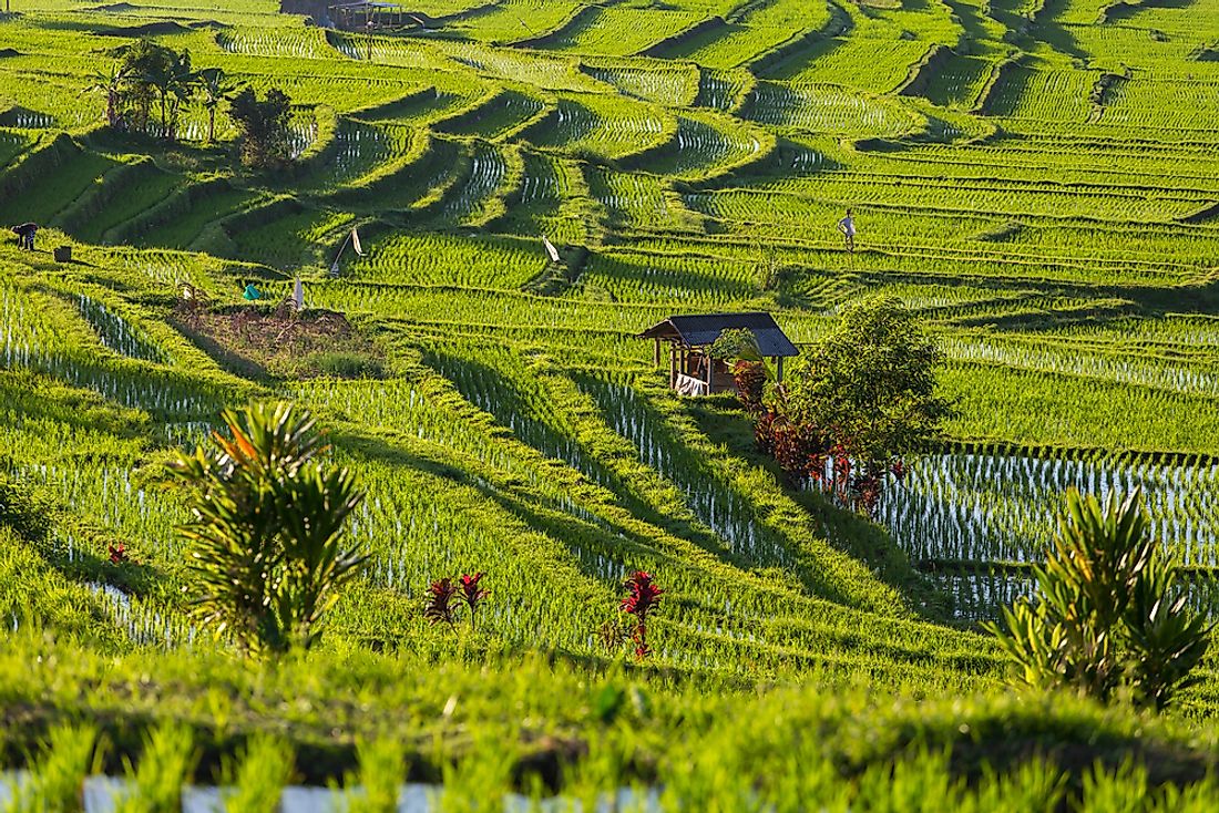 The Jatiluwih rice terraces in Bali, Indonesia. 