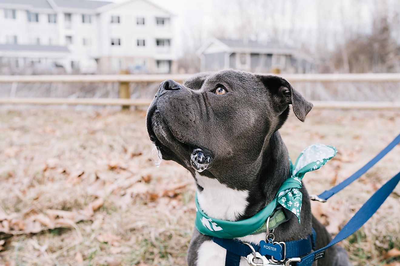 Pit bulls have a bad reputation, but is it justified? Photo by Allie on Unsplash
