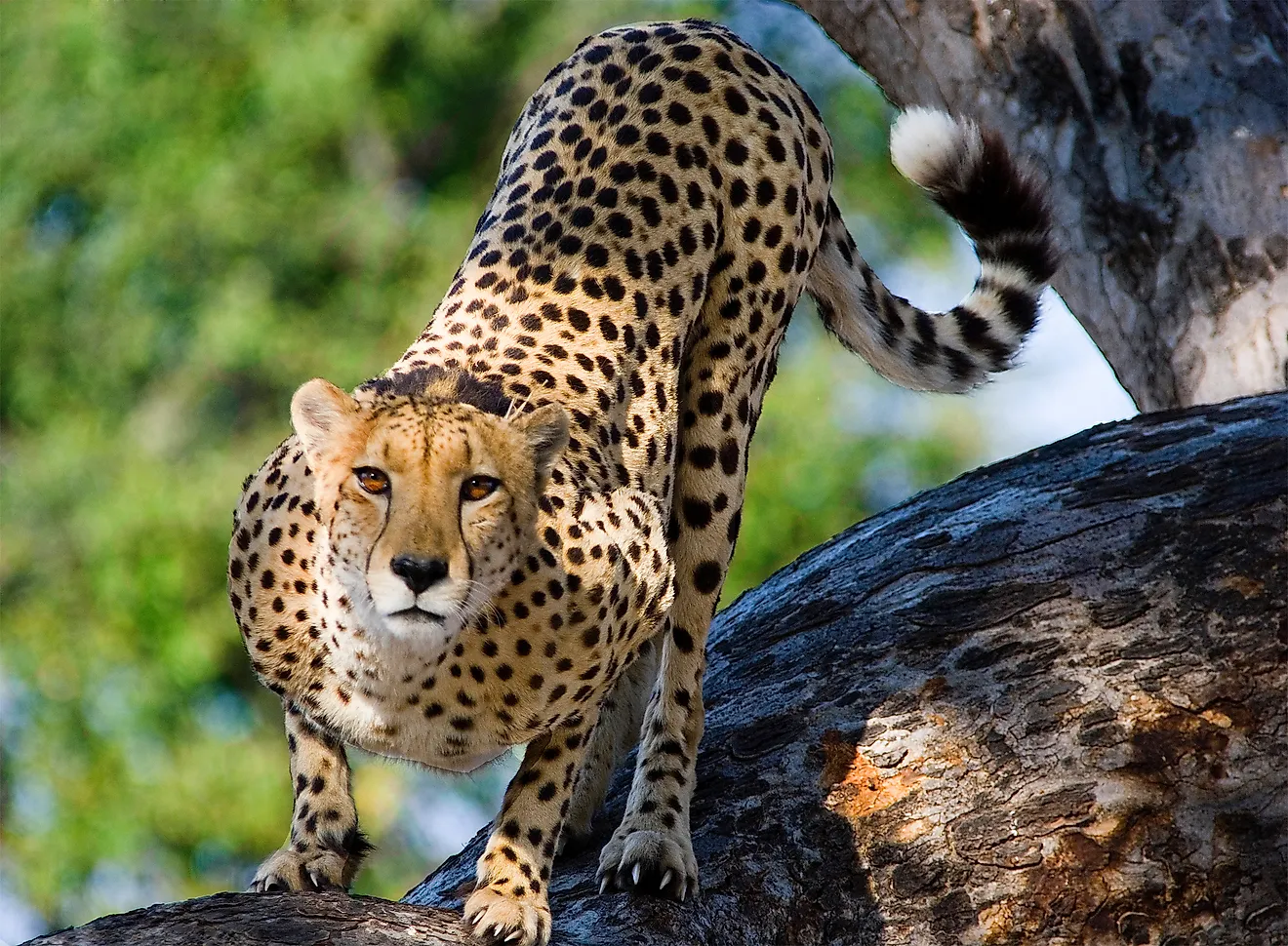 What Are The Differences Between Asiatic Cheetahs And African Cheetahs? -  WorldAtlas