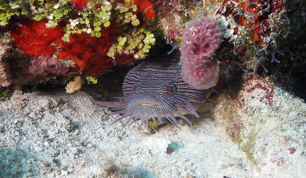 A splendid toadfish.