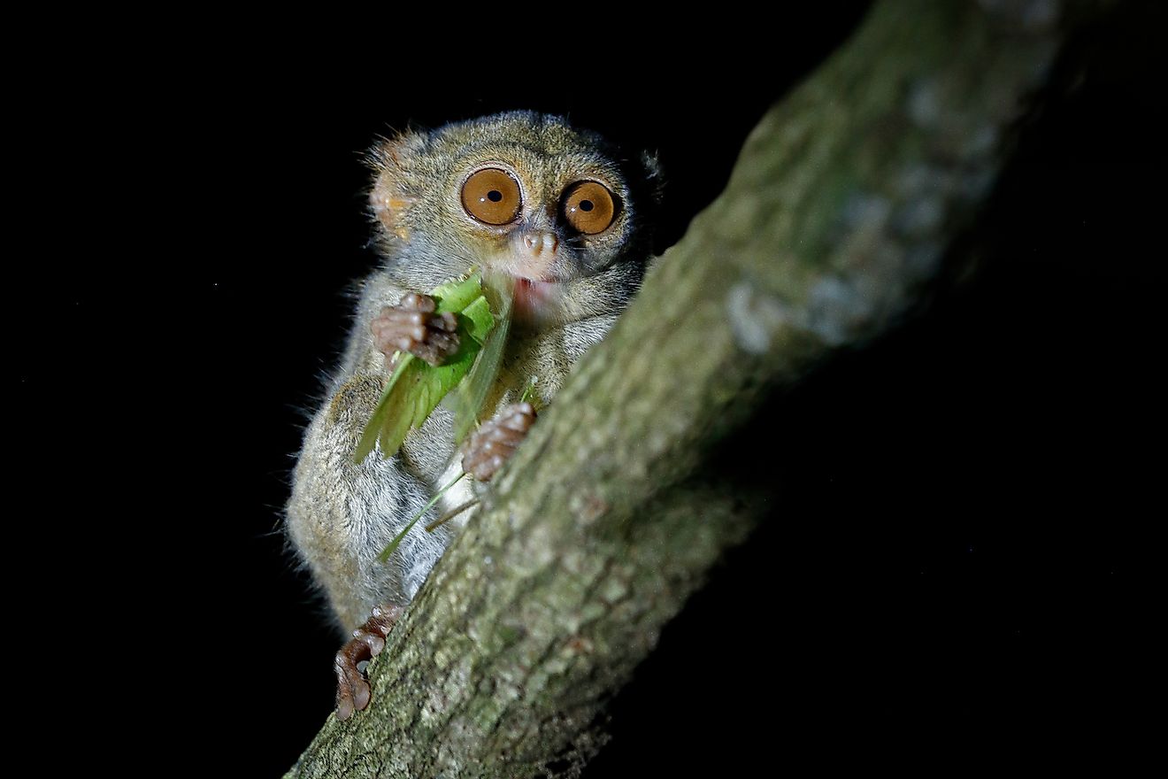 A spectral tarsier feeding on a grasshopper. Image credit: Ondrej Prosicky/Shutterstock.com