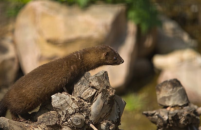 Only a small population of European mink remain in France, living in an isolated pocket along the Spanish border.