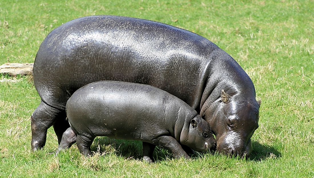 According to the IUCN, most Pygmy Hippos today live in Liberia. Troublingly, they are an "Endangered Species" whose numbers continue to decline further still.