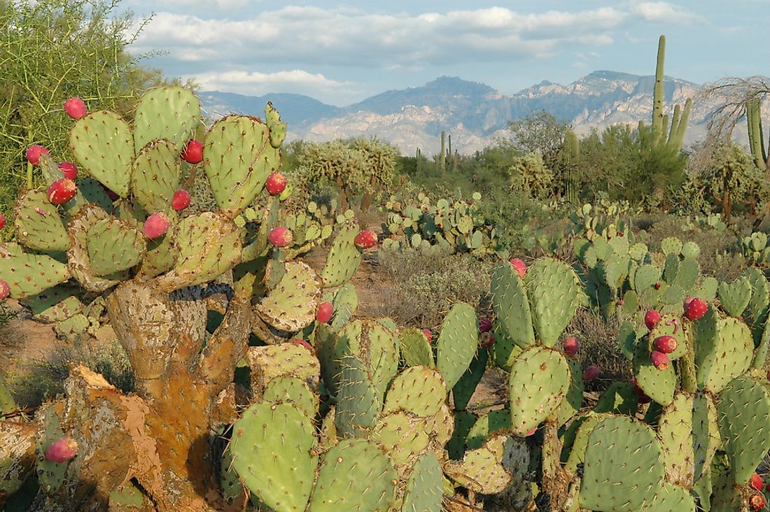 Xerophytes, like the Prickly Pear cactus, have adapated to survive in the harshest of environments. 
