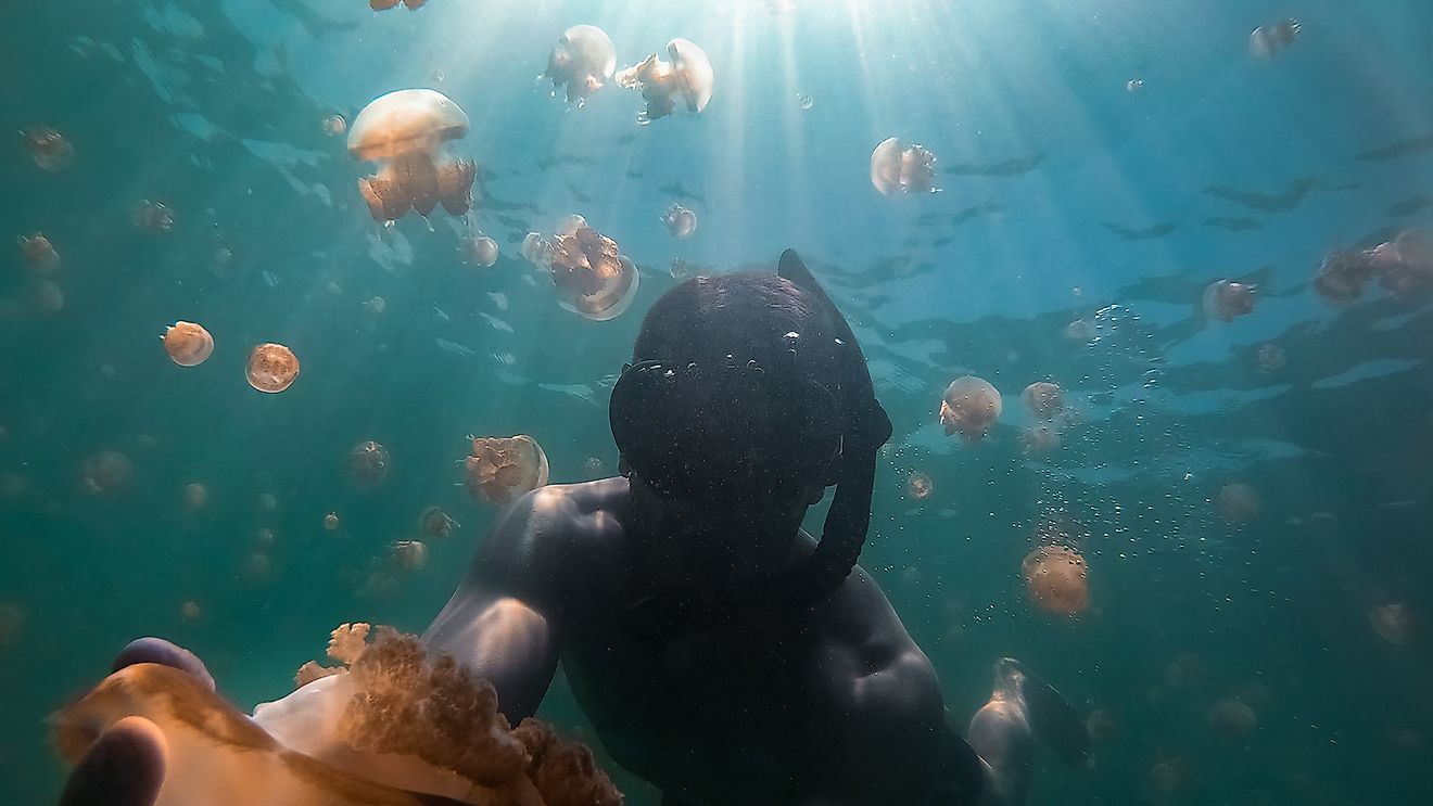 Snorkeling in Kakaban Island, Borneo, Indonesia. Image credit: AlvaroElez/Shutterstock.com