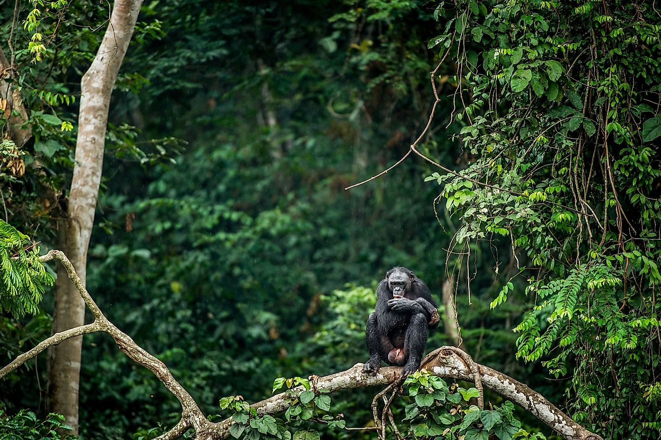A bonobo, also called the pygmy chimpanzee in the forests of the Congo Basin in the Democratic Republic of Congo.