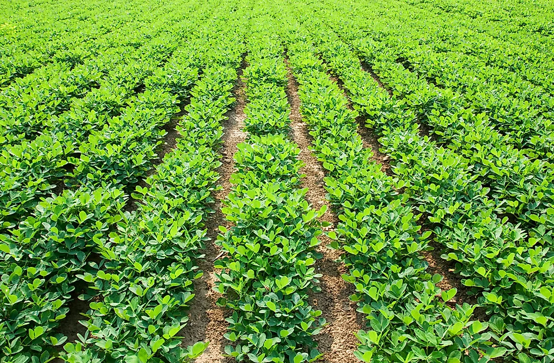 A field of peanut plants. Peanuts grow beneath the ground. 