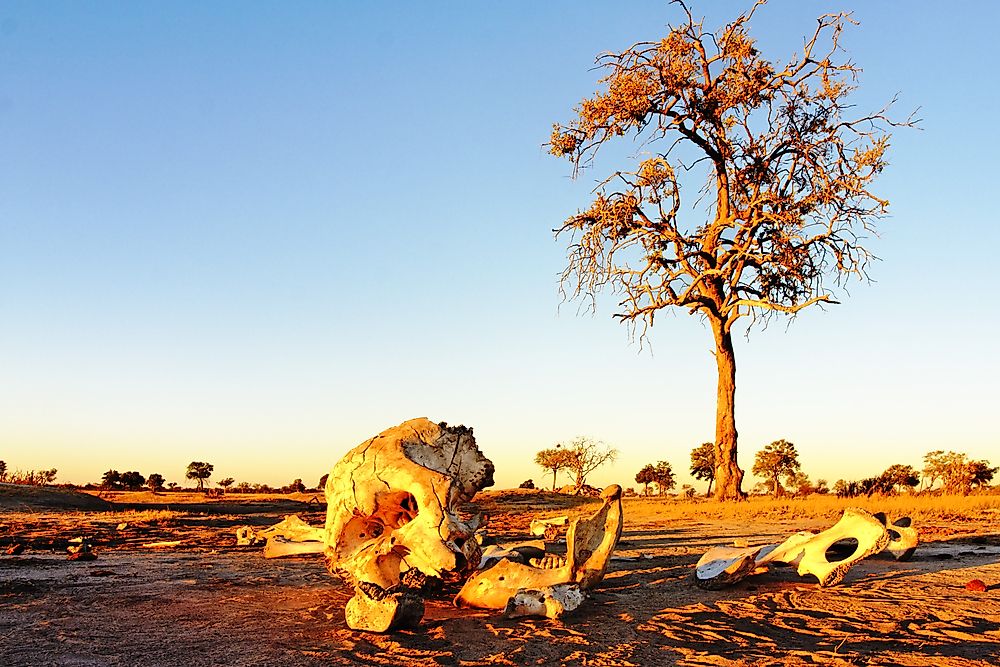 The skeleton of an African elephant. Today, only around 400,000 African elephants exist in the wild - more than half of what their population was in the early 1900s. Photo credit: shutterstock.com.