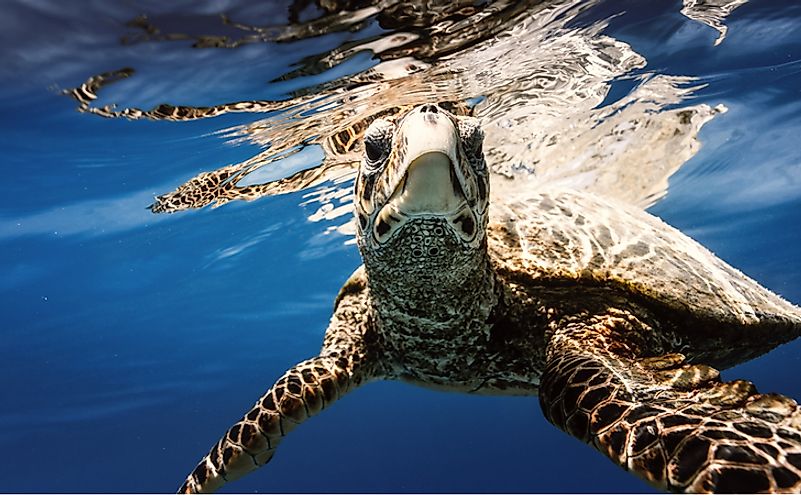 Sea turtle under water.