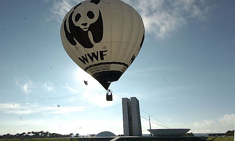 The World Wildlife Fund is one of the most significant wildlife organizations active in the world today.