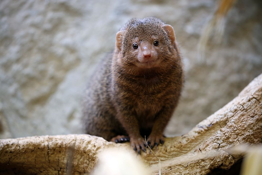 Relatives of the mongoose include meerkats and civets. 