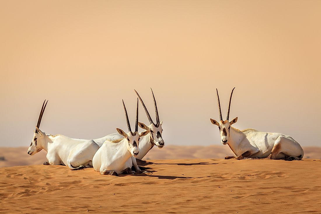 Oryxes in the Desert Conservation Reserve near Dubai, United Arab Emirates. 