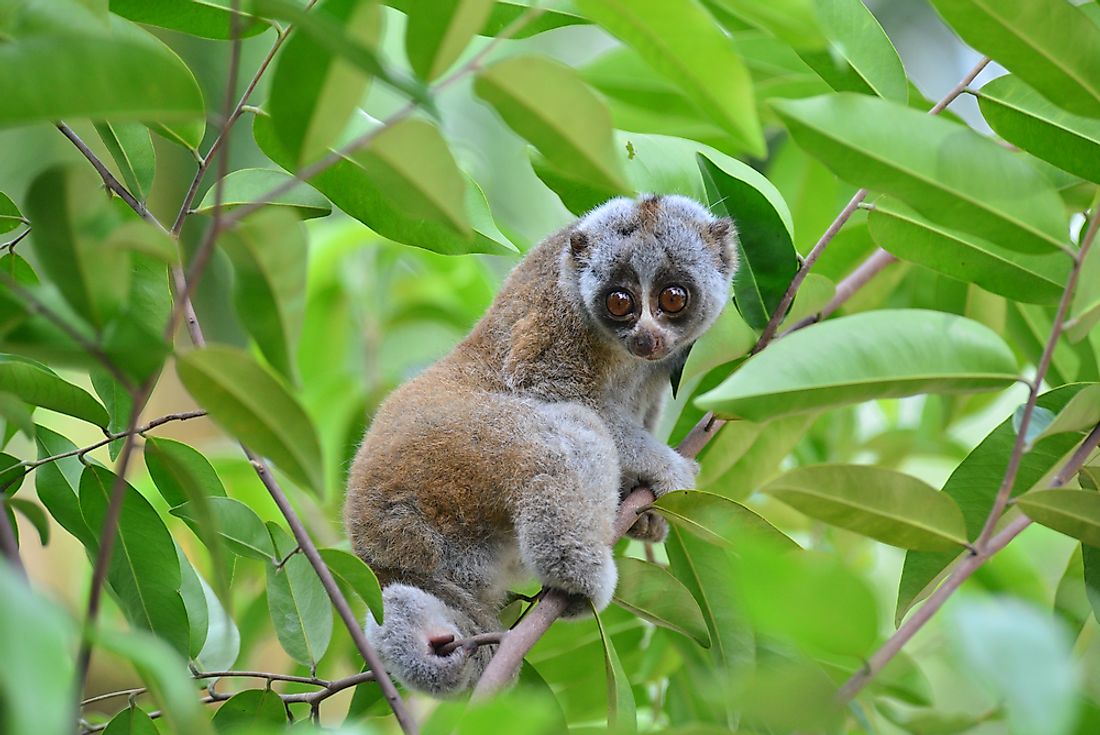 Hunting, trade, and destruction of habitat threaten the Slow Loris population of Vietnam.