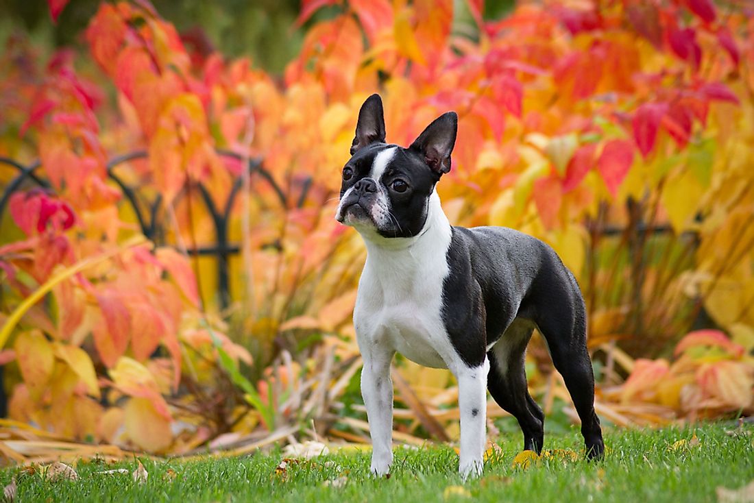 Boston Terrier was chosen as the official state dog of Massachusetts given that it was native to the state.