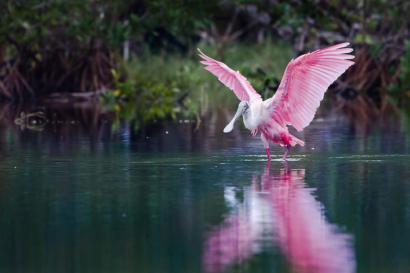 Rosette spoonbill, Florida Everglades, US.