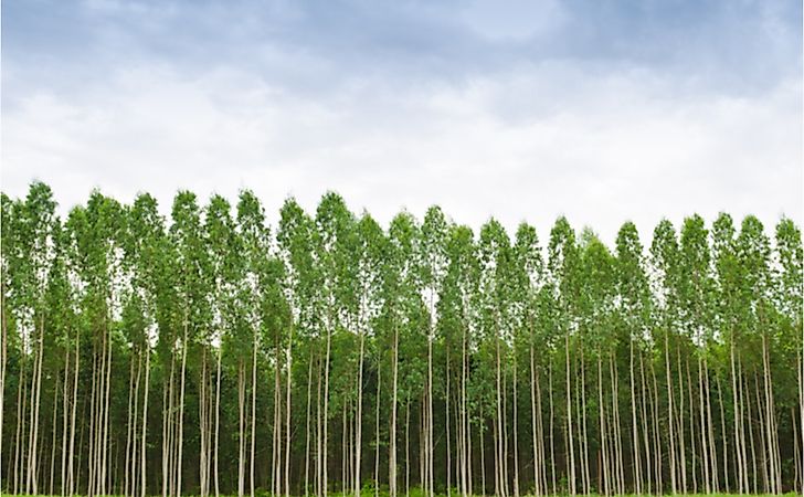 Eucalyptus trees have tall crowns where most of the branches and leaves are concentrated.