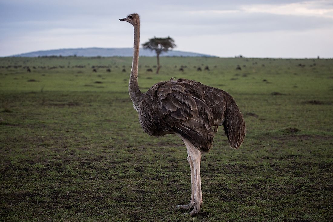 The ostrich is the largest living bird in the world. 