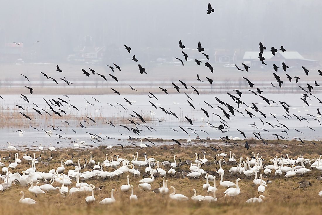 Migratory Bird Treaty Act protects native birds. 