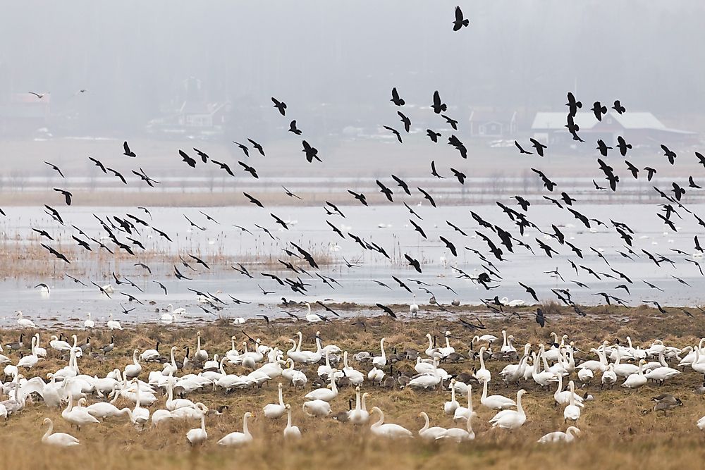 Migratory Bird Treaty Act protects native birds.