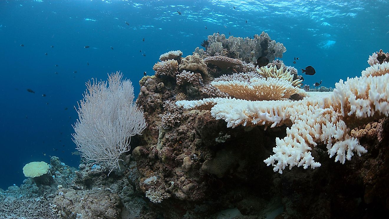 Bleached coral. Image credit: Sabangvideo/Shutterstock
