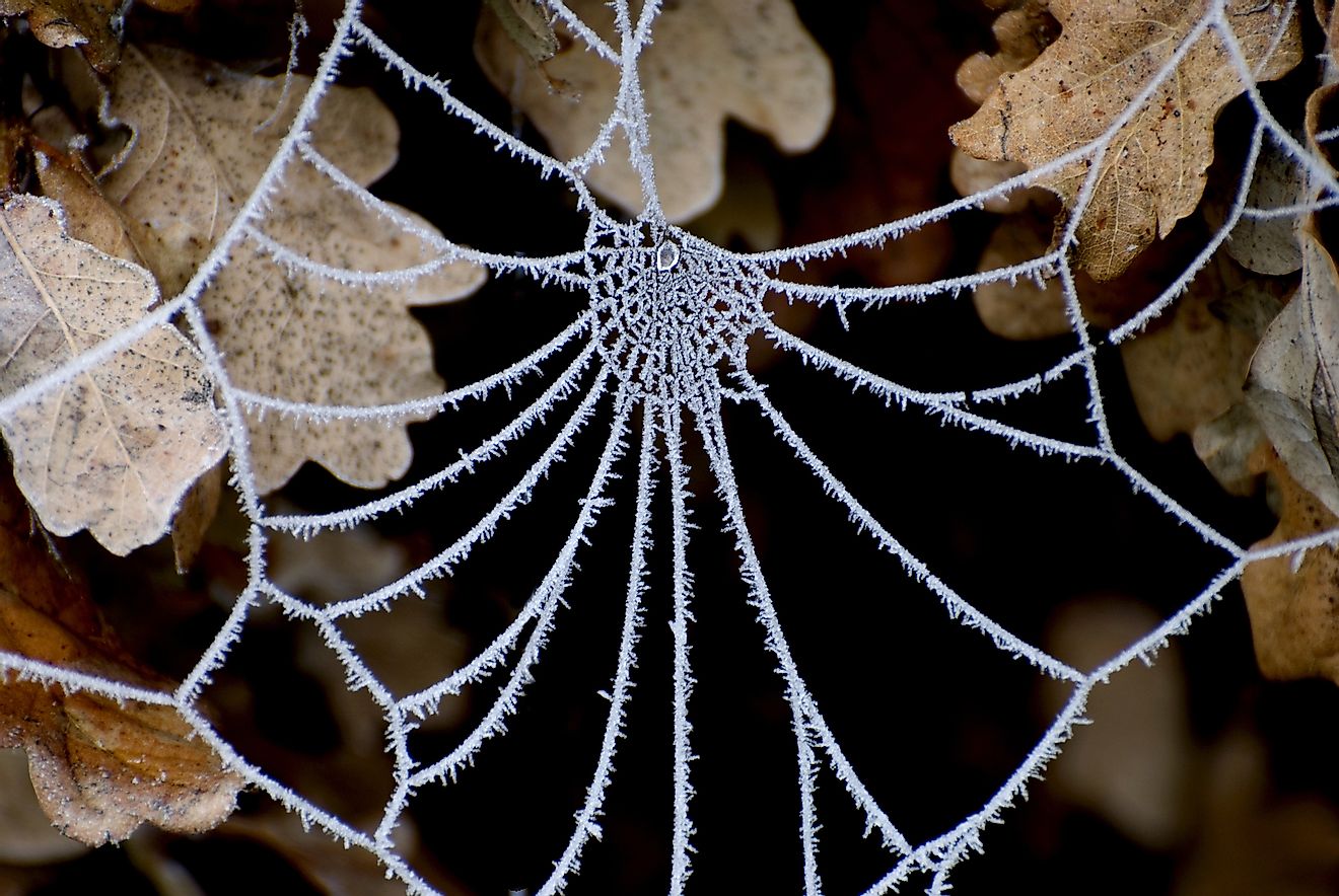Spider web in frost. Image credit: ZsuzsannaBird/Shutterstock.com