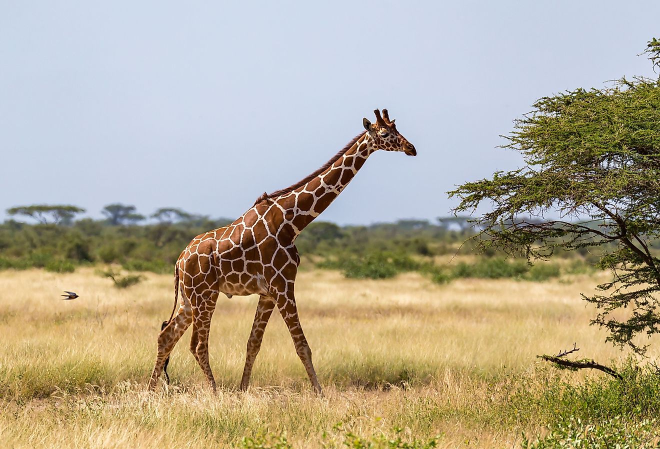 One giraffe walking through the savannah. Image credit Eugen Haag via Shutterstock.