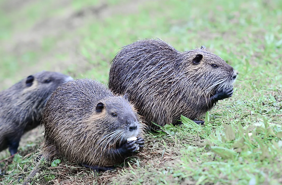 European Beavers