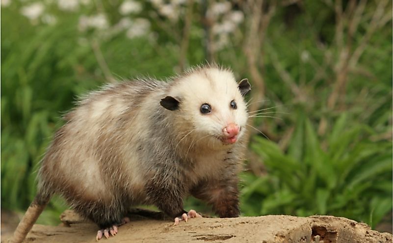 A Virginia Opossum.