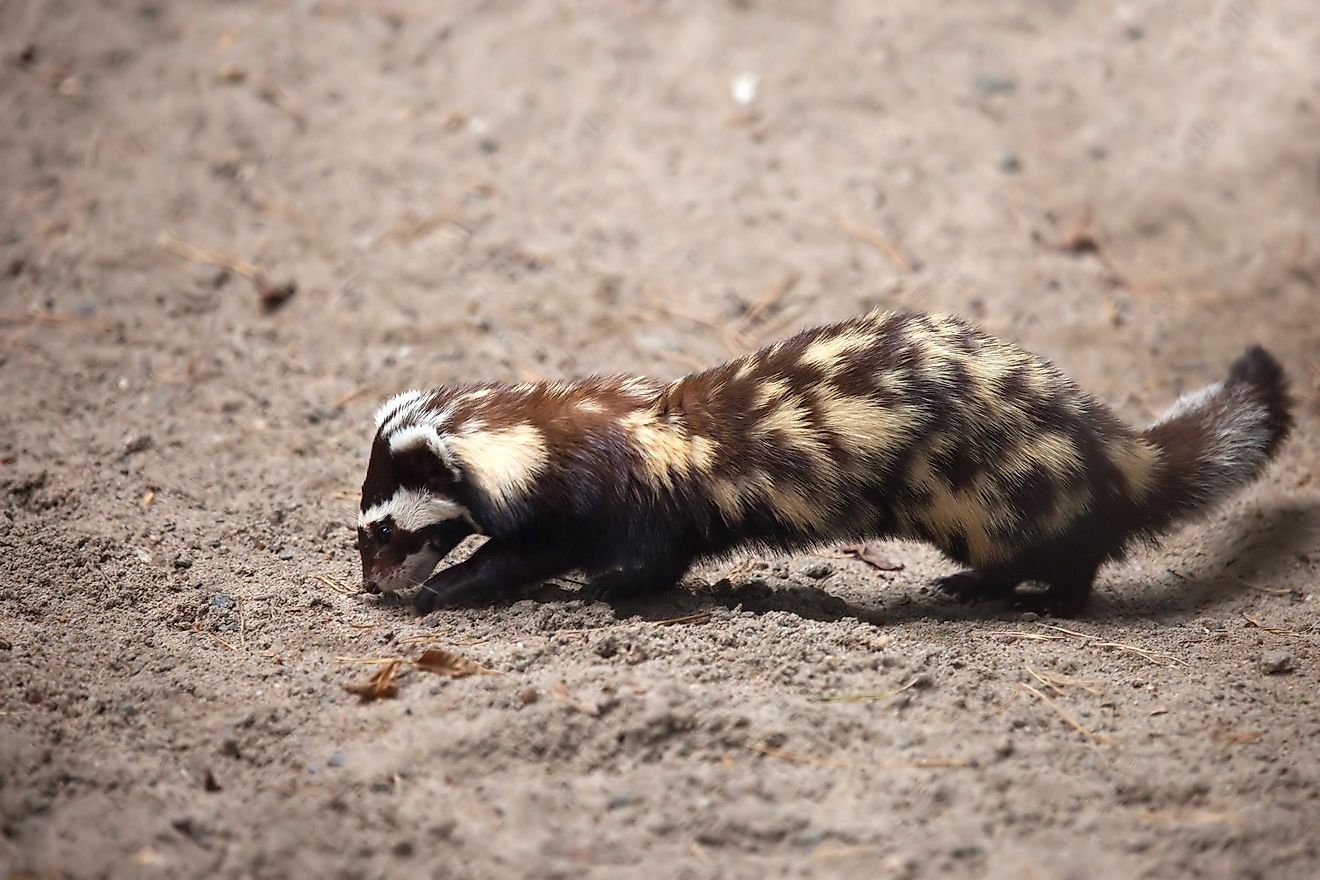 A marbled polecat. Image credit: Zhiltsov Alexandr/Shutterstock.com