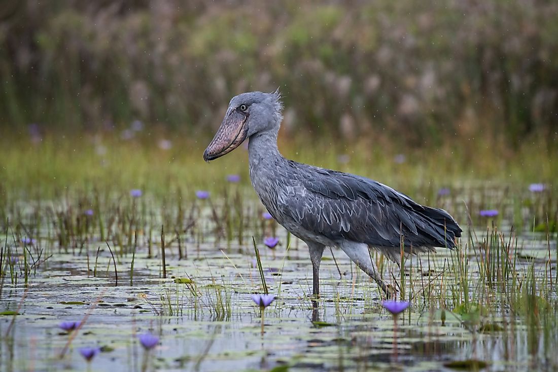 Shoebills are found in freshwater marshes and swamps. 