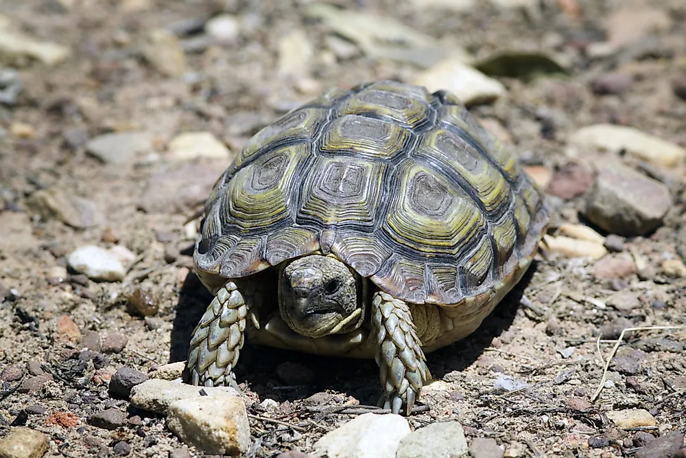 A geometric tortoise. 