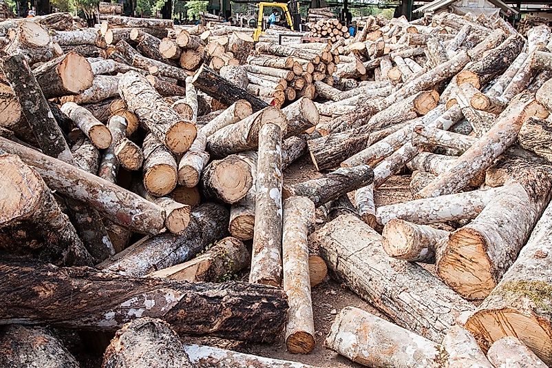 Logging, processing, and exporting rubber tree logs is a major economic boost, and environmental threat, in Malaysia.