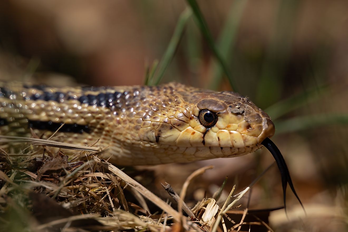Gopher Snake looking for Heat