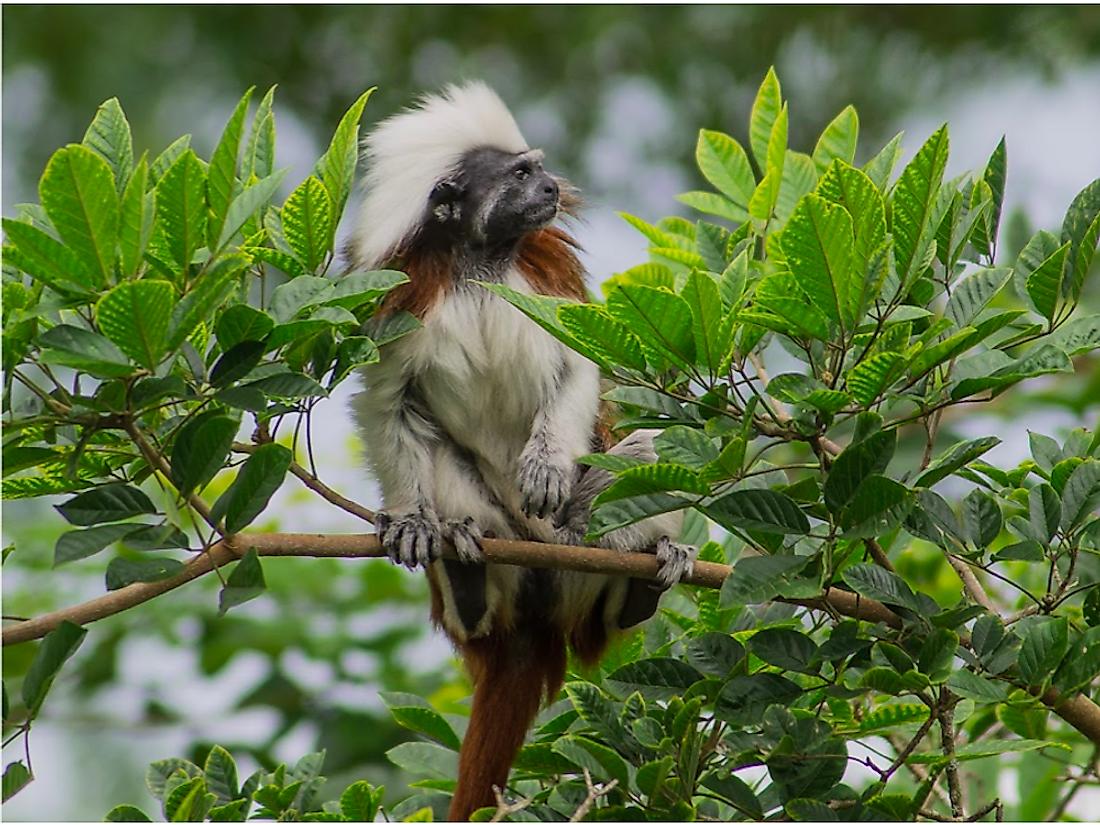 A cotton-top tamarin on a tree branch. Photo credit: Proyecto Tití