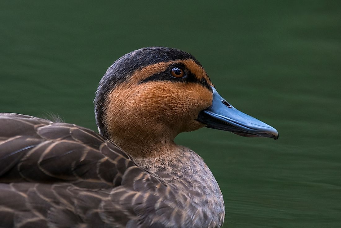 Close-up look at a Philippine Duck.