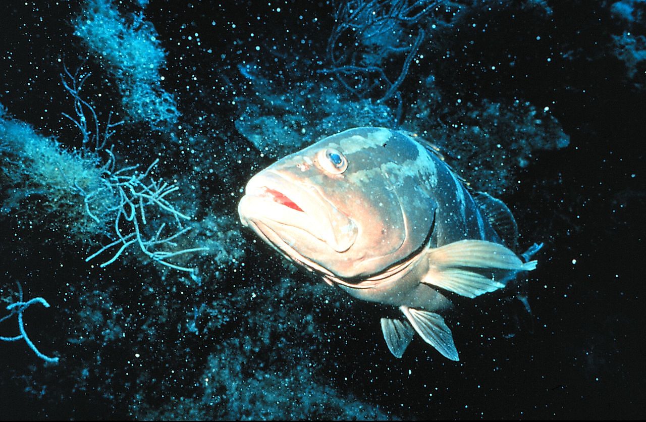 A Nassau grouper, E. striatus, ambushes its prey on coral reefs. Image credit: OAR/National Undersea Research Program/Public domain