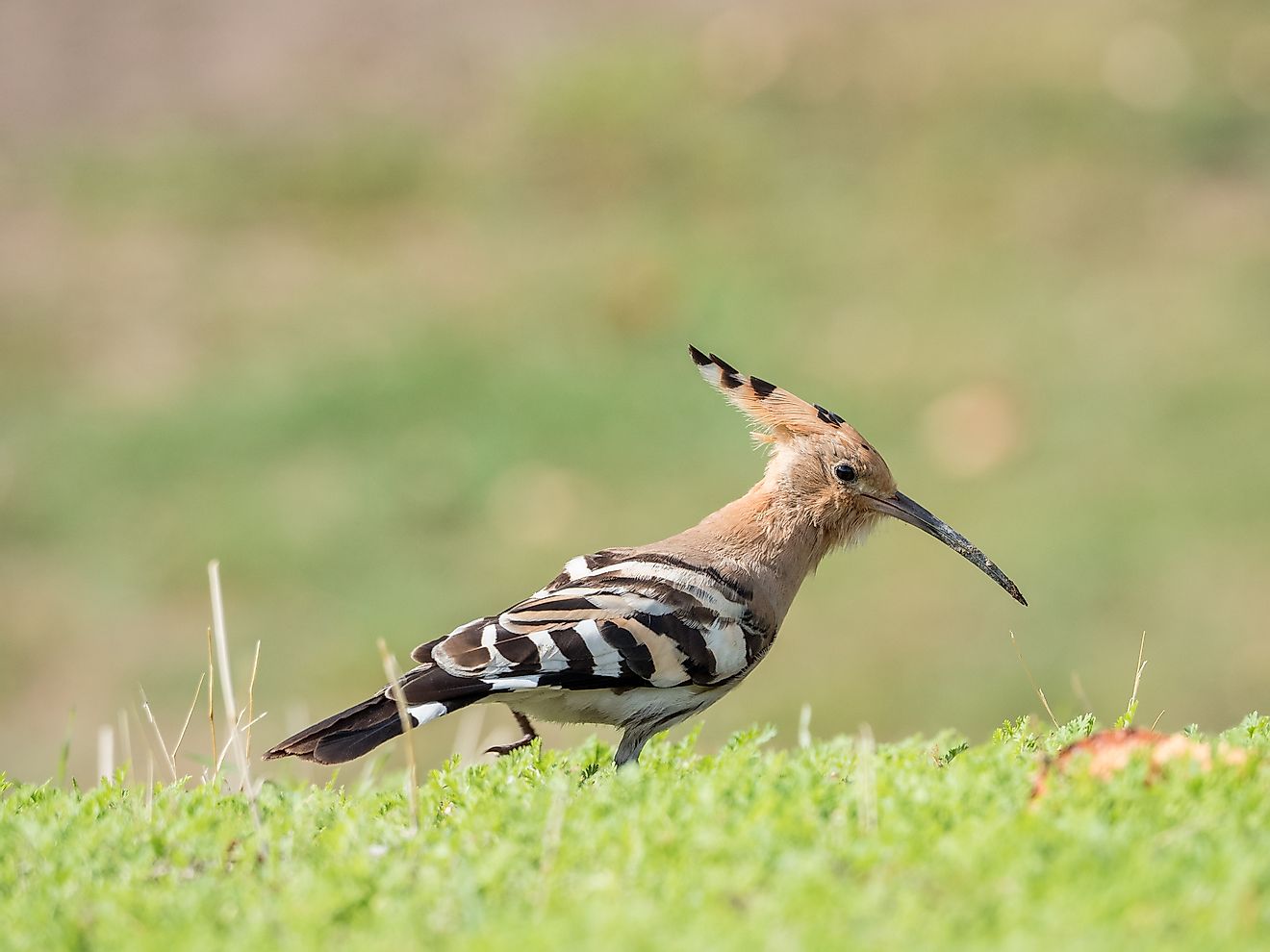 The hoopoe inhabits a wide range across the planet, including Mongolia. 