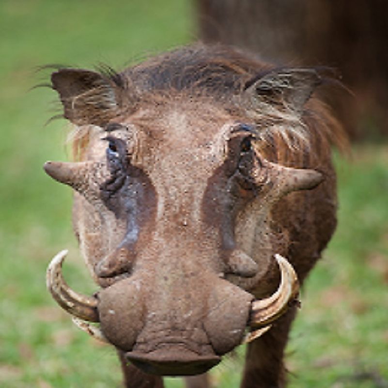 A Common Warthog boar, with its sets of iconic tusks, stands upon the Zimbabwean savannah.