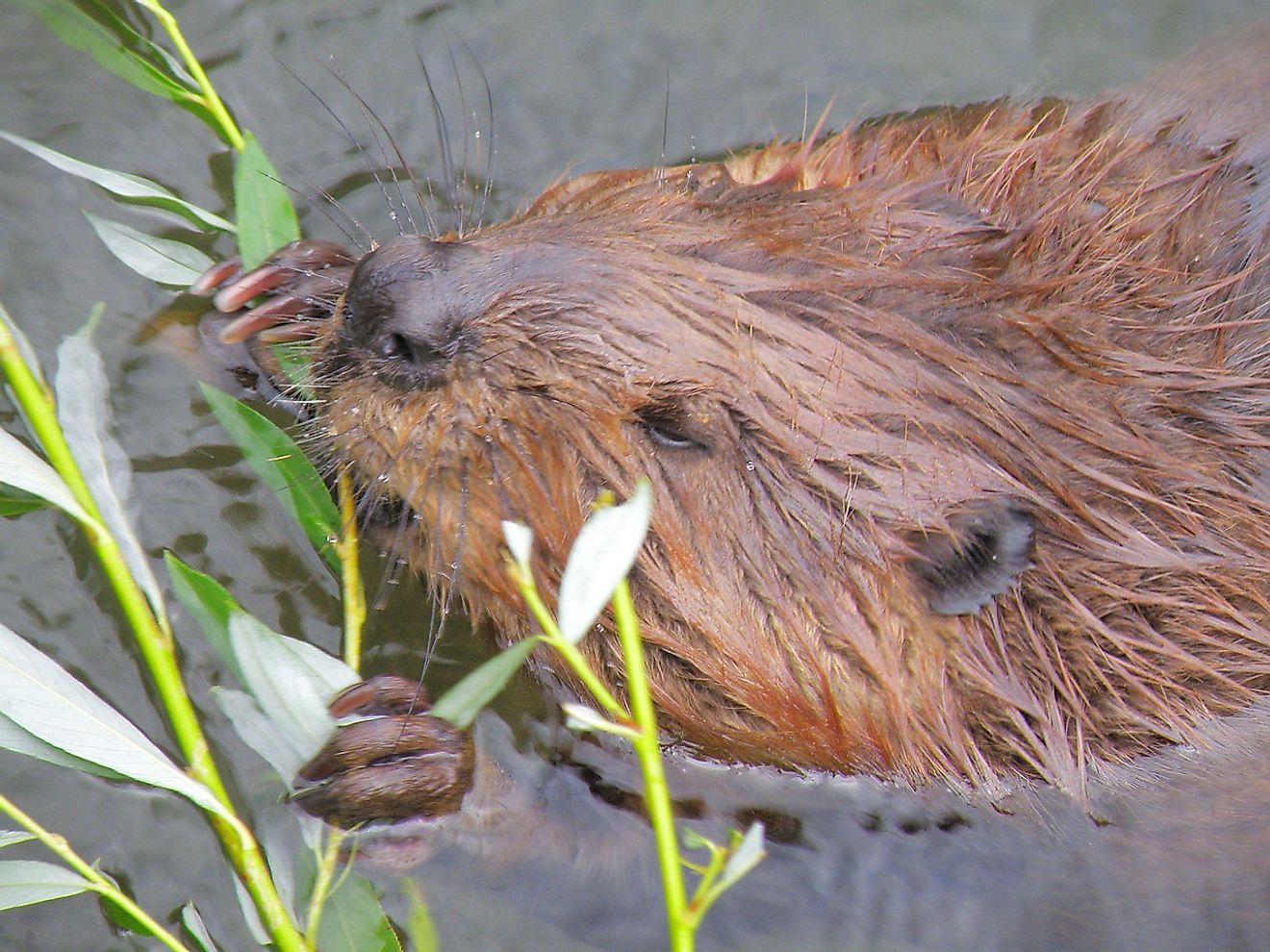 Beavers spend much of their time building the homes in which they will raise their young and stay away from hungry predators.