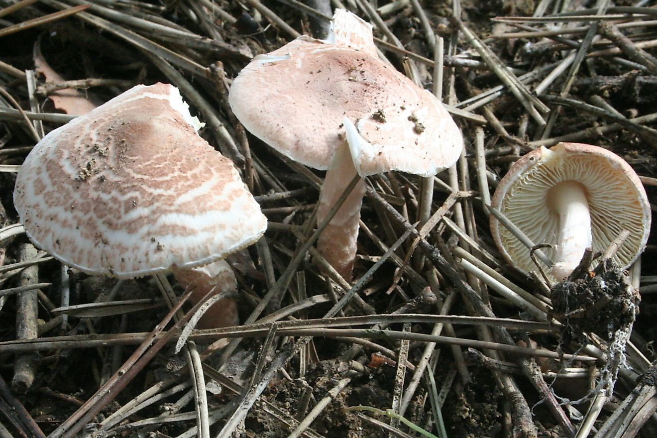 Lepiota brunneoincarnata in a park in Massy, France. Image credit: Strobilomyces/Wikimedia.org