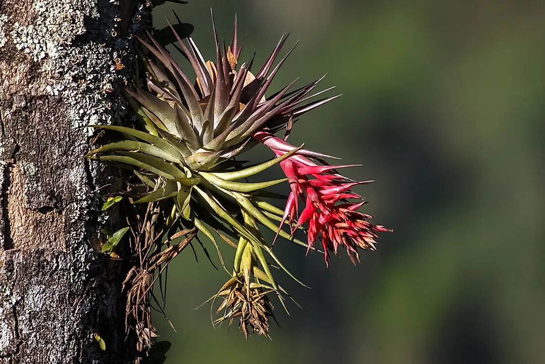 An epiphyte in Brazil. 