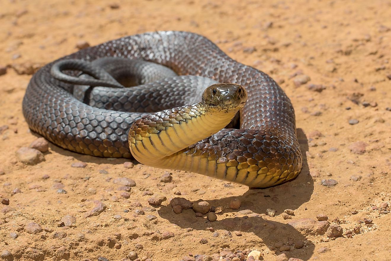 Eastern Tiger Snake. (Notechis scutatus) Eastern Australia
