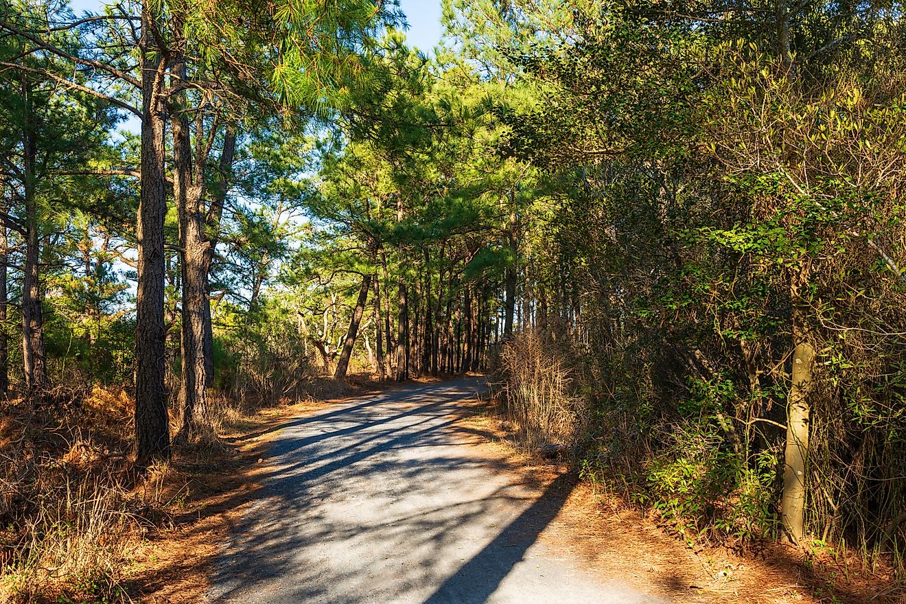 The Gordons Pond Trail through the woods at Cape Henlopen State Park. Image Credits: Liz Albro Photography via Shutterstock